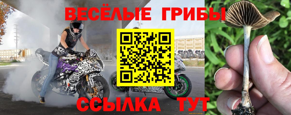 Псилоцибиновые грибы Psilocybe  Вход с VPN  Партизанск  купить наркотики цена  Галлюциногенные грибы Psilocybe 